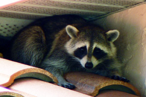 Raccoon Removal